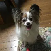 まっこりん