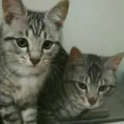 まろの画像