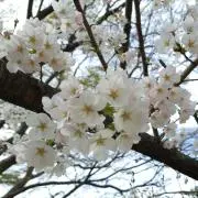 だいふくの画像