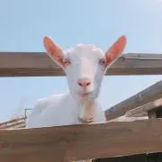 RamRam