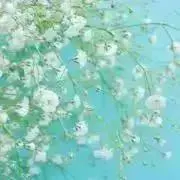 ティナの画像