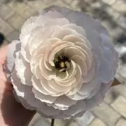 ろん【プロフ必読】の画像