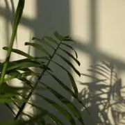 ももの画像
