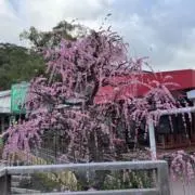 りん