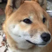 Ruiの画像