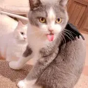 わんこ