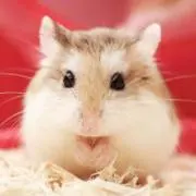 Tom