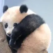 パンダ