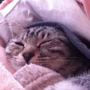 秋