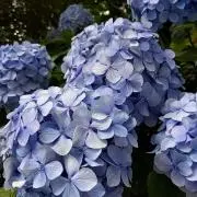 TEXの画像