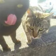 きじとら♀
