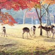 ディーちゃんの画像
