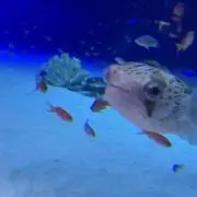 かにの画像