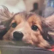ぶたあっこの画像