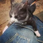 ツカの画像