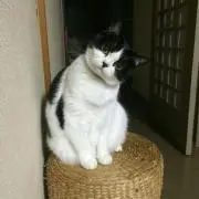 まきこ