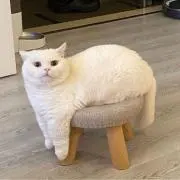 あきの画像