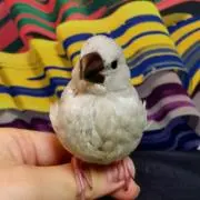 ひばり