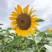 ⭐︎の画像