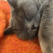 ゆなきの画像