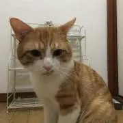 ne3ko5