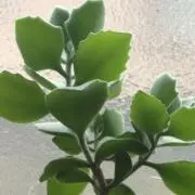 こも…プロフィールもご覧下さいの画像