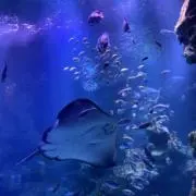 SKの画像