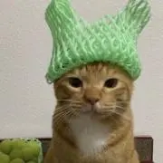 ciciの画像