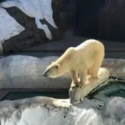 ペイズリー縦島の画像