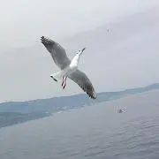 ナノ