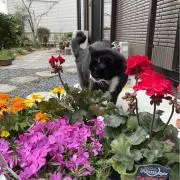 みーすけの画像