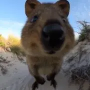 KU-CHAN THE QUOKKAの画像
