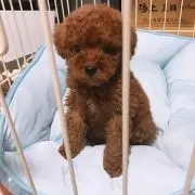ユユん