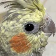 まめの画像