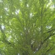 Mysの画像