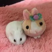 ユッキ