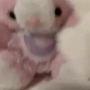 ぽよの画像