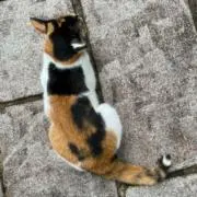 ニャンコの画像