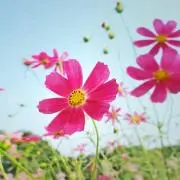 ゆうこ
