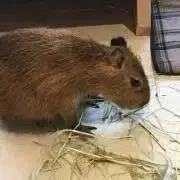 ルーサャエ