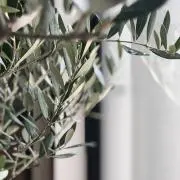 さくめろの画像