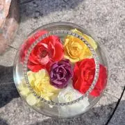 apricotの画像