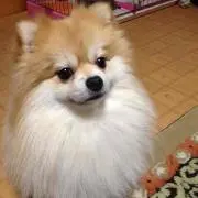 まままの画像