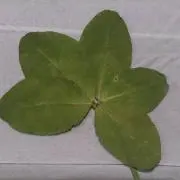 サーバル