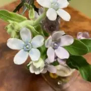 ruruの画像