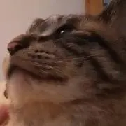 goshilaの画像