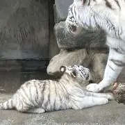 Uuuの画像