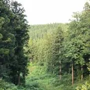 Bibu