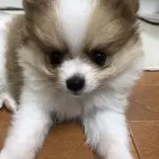 IZUの画像