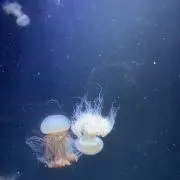Kの画像